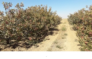 بزرگترین شرکت صادرکننده پسته در ایران